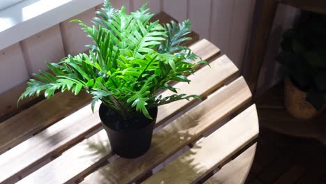 potted fern on wooden table