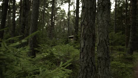 Spying-on-a-house-in-a-forest,-focus-changes-from-greenery-to-house-beyond-the-trees