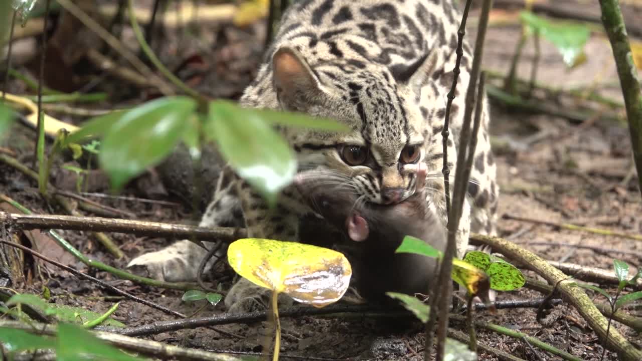 un ocelote margay atrapa una rata en la selva tropical de belice 1