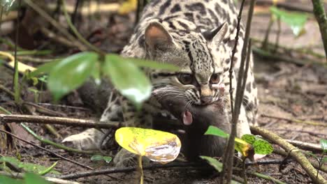 a margay ocelot catches a rat in the rainforest in belize 1