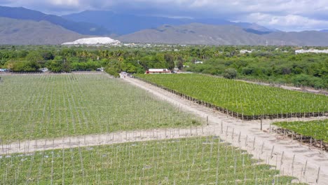 Vineyards-in-the-Caribbean-countryside,-Neiba