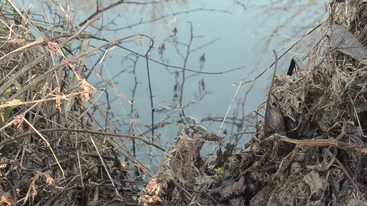 자란 겨울 단풍 호수에 반영