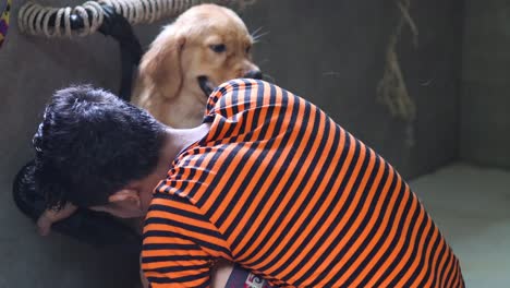 man grooming a dog at a salon