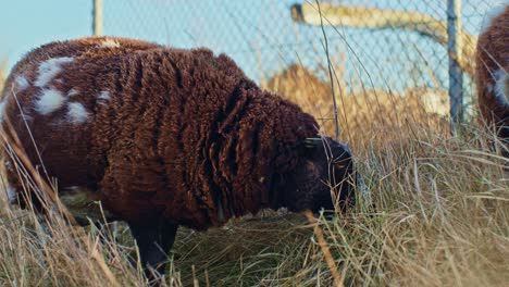 eating-cows-and-sheep-while-grazing-livestock