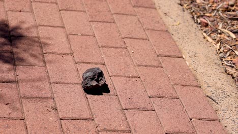 rock rolling down a brick-patterned pathway