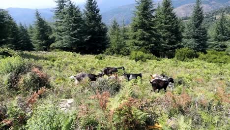 goats grazing in the mountain next to the road