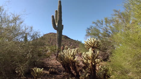 paisaje botánico del desierto con los icónicos cactus saguaro : fondo : panorámica lenta a la izquierda