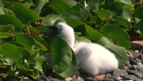 a young white atoba seabird calls out while sitting on some pebbles