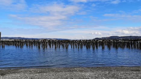 old wooden pilings standing on blue ocean with rippling water on the sandy front beach of pacific northwest, usa