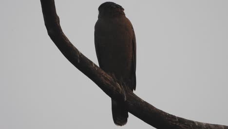 eagle in tree mooring pray.