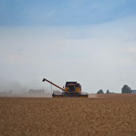 Yellow combine harvester mowing wheat field. Harvesting machinery working in the evening. Stork flying around the heavy machine