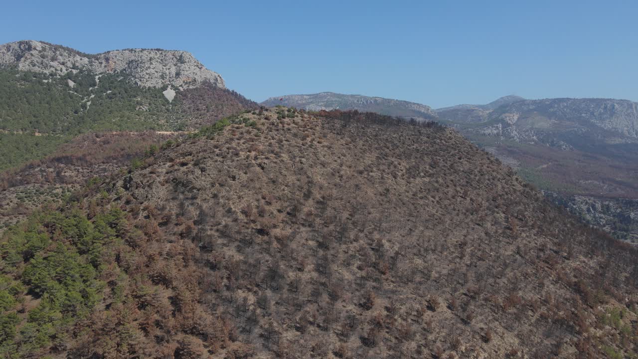 pino después del incendio