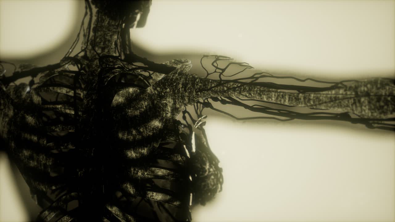 los huesos del esqueleto humano escanean brillando