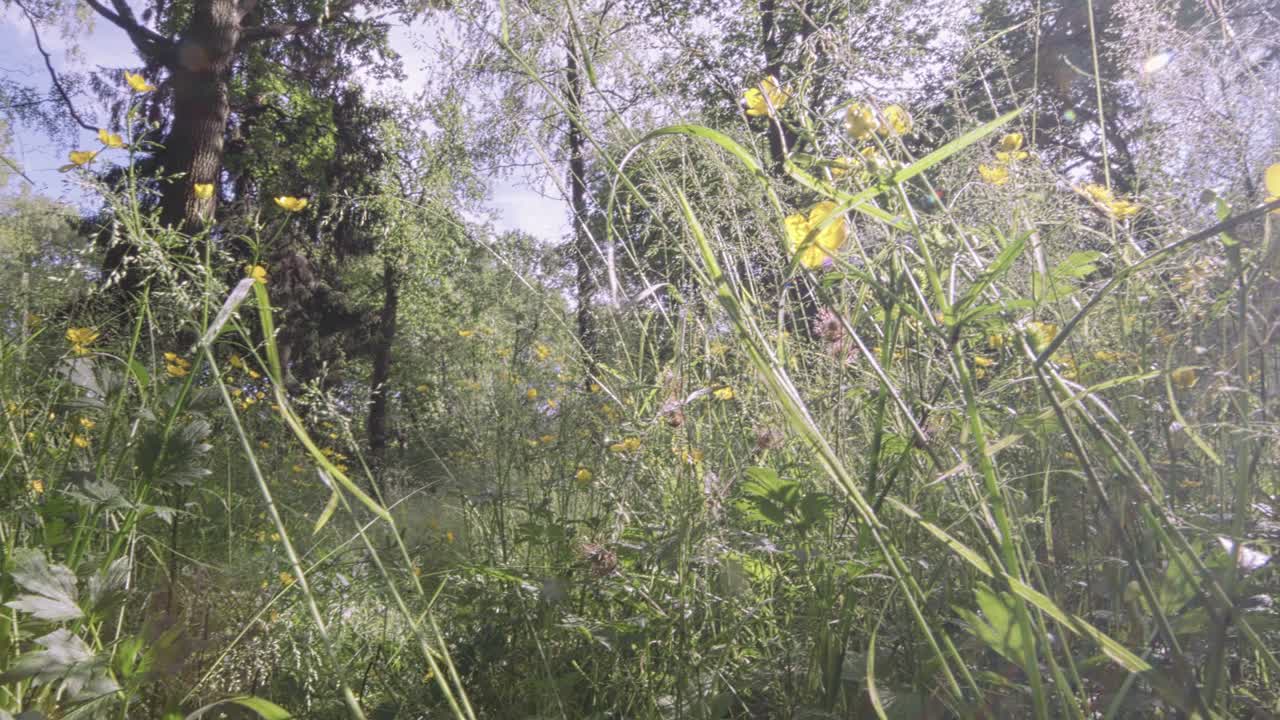 clarón de bosque con flores amarillas vista panorámica de bajo ángulo