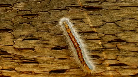 extreme macro close up and extreme slow motion of a western tent caterpillar moth walking on a wood railing and you can see the detail on his back