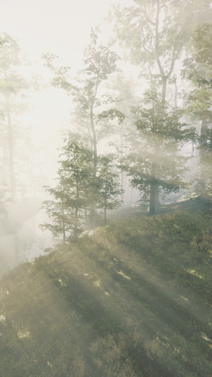 Sunlight filtering through trees in a serene forest during early morning hours