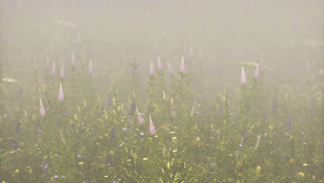 morning fog envelops a field of wildflowers in a tranquil landscape