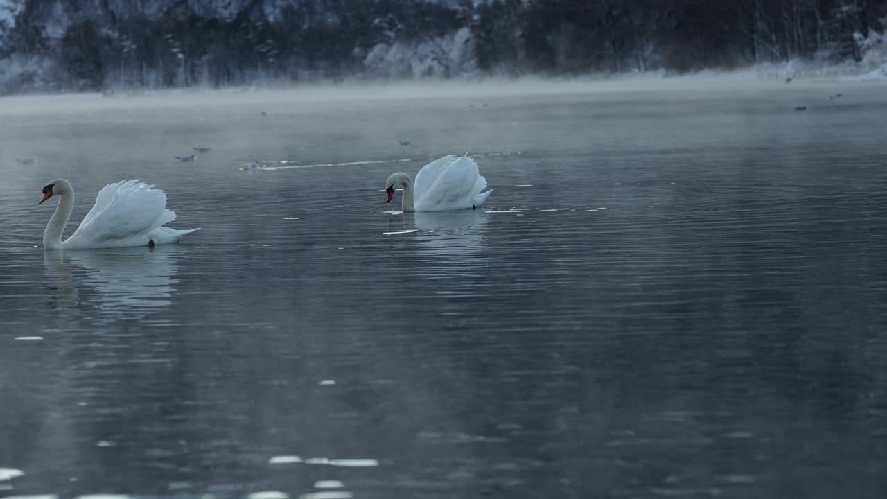 Sakta rörelse av svan som glider över isig sjö med lätt dimma