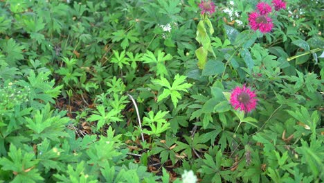 hojas verdes en un jardín exuberante