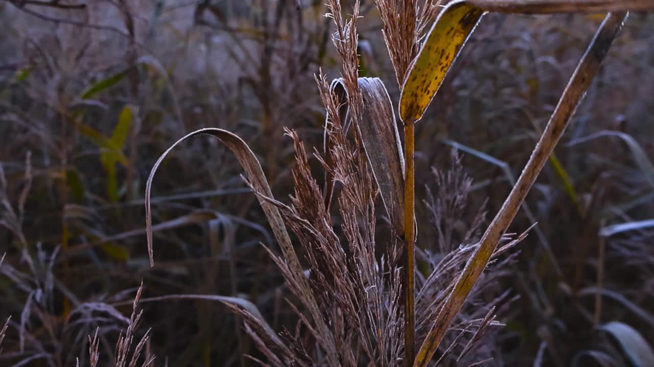 Close up video orbiting and spinning around tall frozen and morning dew ice covered grass or leaves in bog marshland or wetland forest nature during a autumn or winter day. Bokeh blurry background