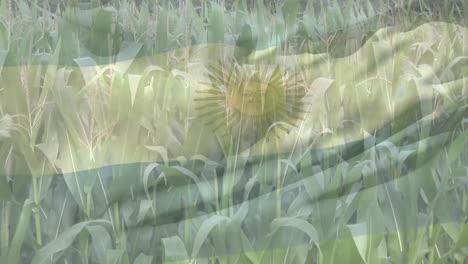 digital composition of waving argentina flag against close up of crops in farm field