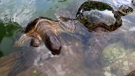 Two-large-green-sea-turtles-in-captivity-feeding-at-the-water's-edge-of-their-facility