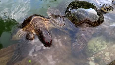 two large green sea turtles in captivity feeding at the water's edge of their facility