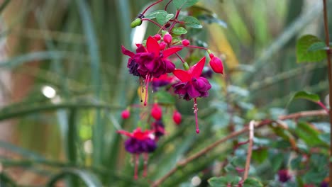 Rack-Fokus-Aufnahme-Von-Fuchsia-Blühenden-Pflanzen,-Die-Im-Botanischen-Garten-Blühen