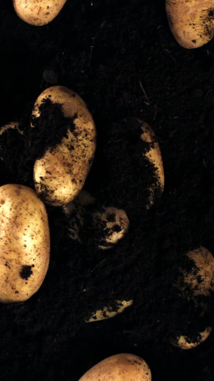 Patate appena raccolte scoperte dal terreno scuro