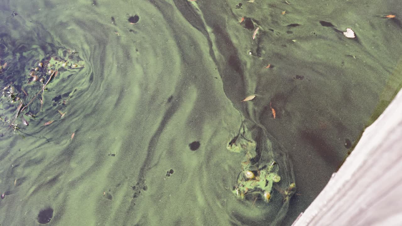 view of thick green algae covering stagnant water with swirling pattern