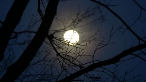 focusing the moon of mood over the branches at night