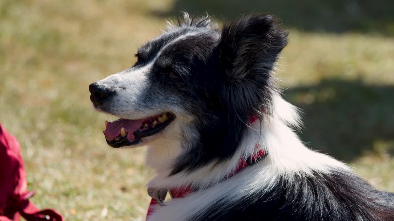 Border Collie attentively looks upward in sunny outdoor field, natural daylight, side profile view
