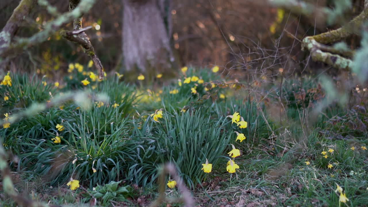 Daffodils beneath large ancient oak tree in morning hazy dreamy sunlight