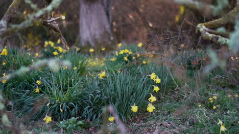 daffodils beneath large ancient oak tree in morning hazy dreamy sunlight