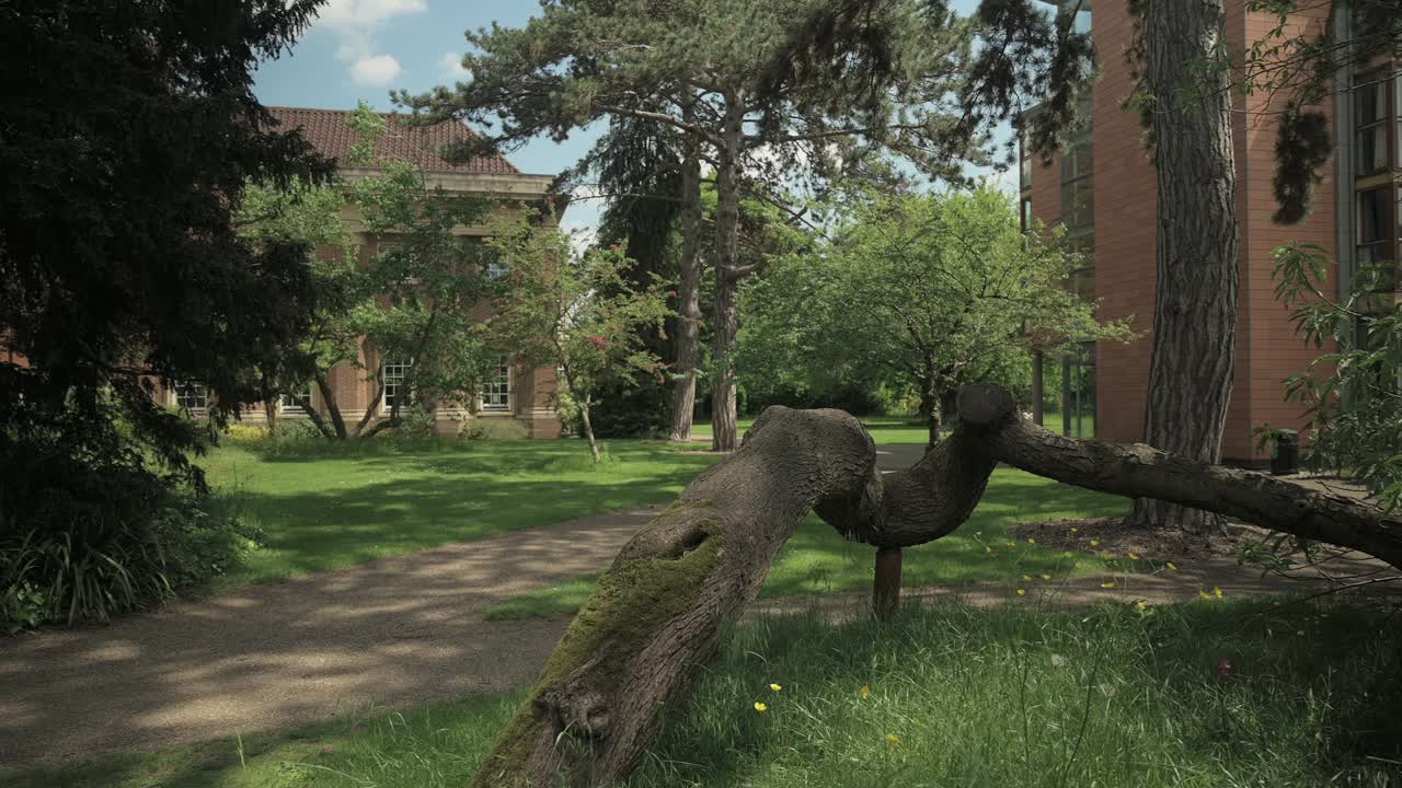 toma panorámica para revelar una rama de árbol caída