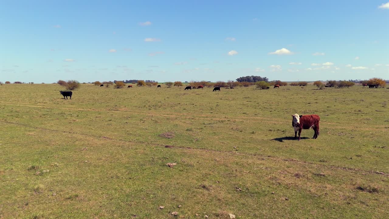 Ripresa aerea grandangolare di bestiame al pascolo in una giornata di sole in una vasta prateria. Argentina. 4k