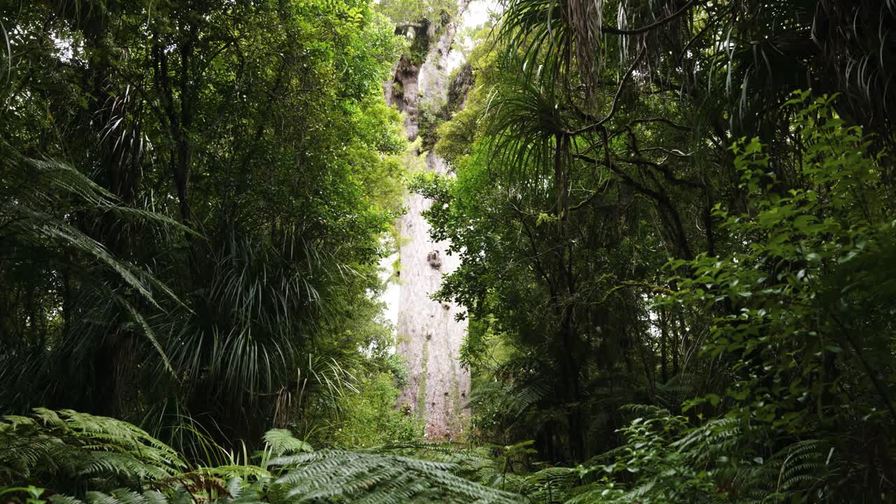 A big Kauri tree in between a green forest at Tane Mahuta. Northland, New Zealand.