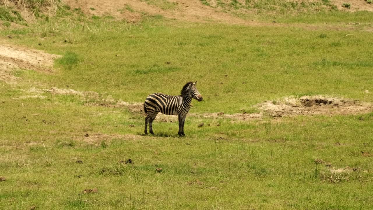 A lone zebra walks through the meadow of the African savannah