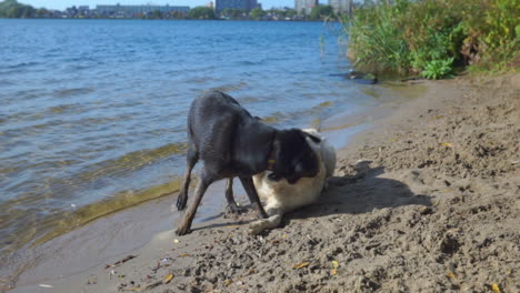 dogs playing together near a lake