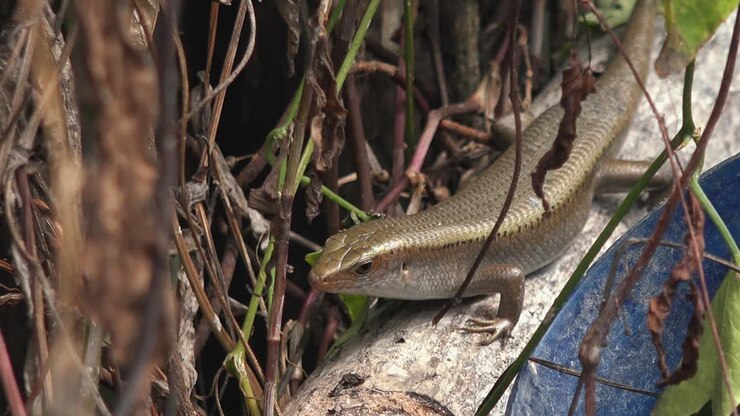 Lizard on a Branch Before Running Off