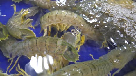 camarón mantis fresco vivo en un cubo de agua para la venta en el mercado de mariscos