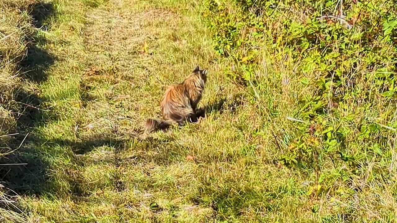 Gatto Maine Coon a pelo lungo cammina e si ferma lungo un sentiero in un prato autunnale illuminato dal sole, delimitato da erba alta