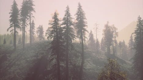 misty forest landscape with tall trees in the early morning light