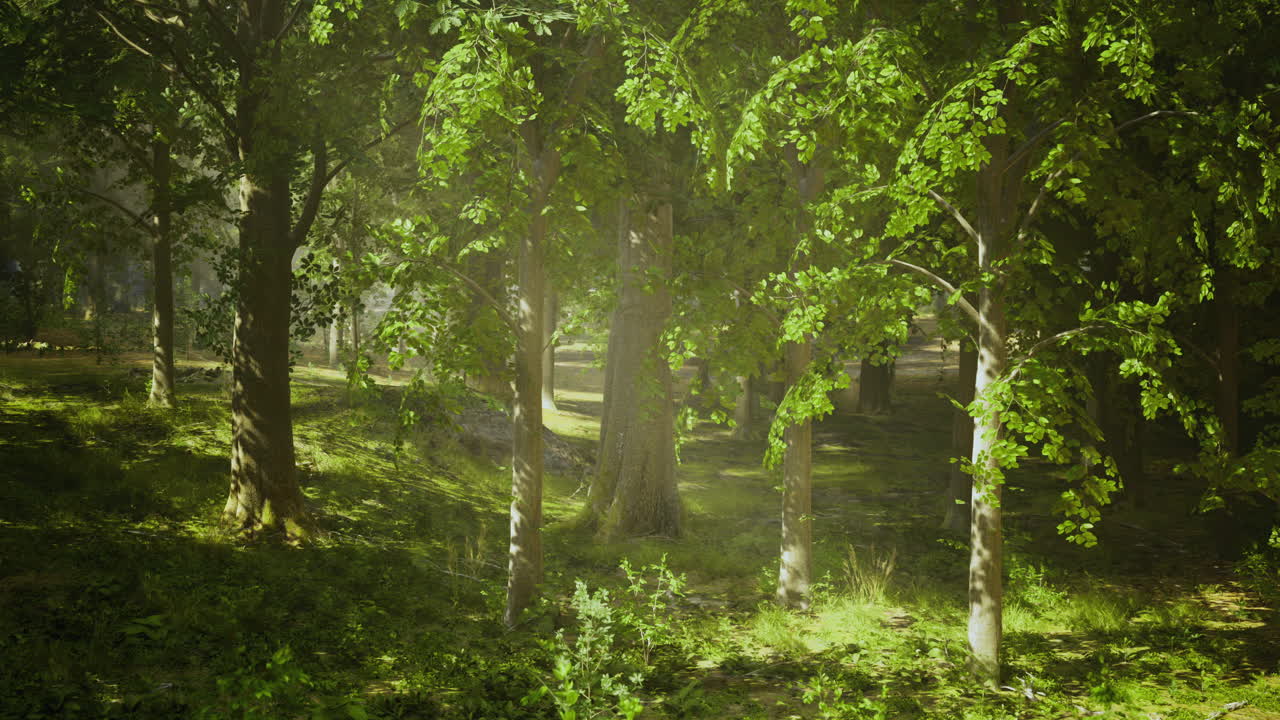 Sunlight filters through lush greenery in a serene forest setting