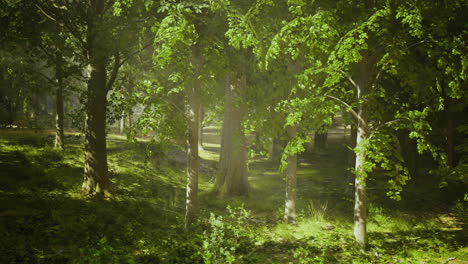 sunlight filters through lush greenery in a serene forest setting