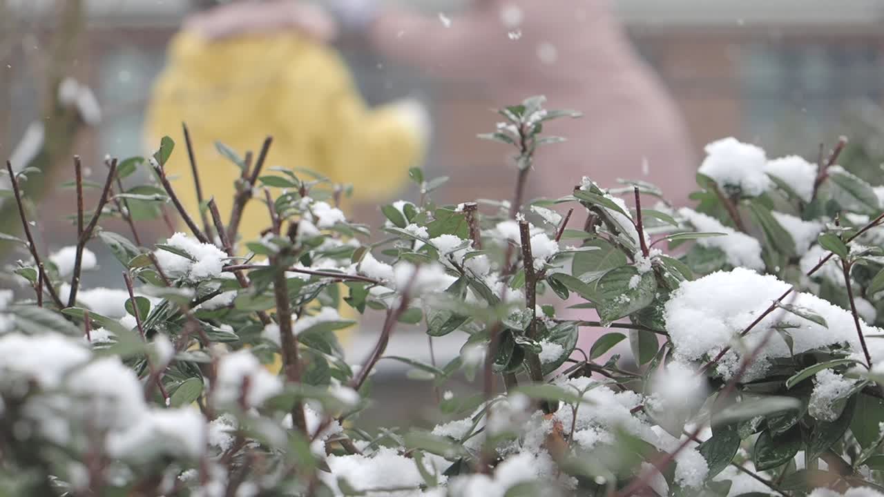 Snow-covered bushes with people in the background