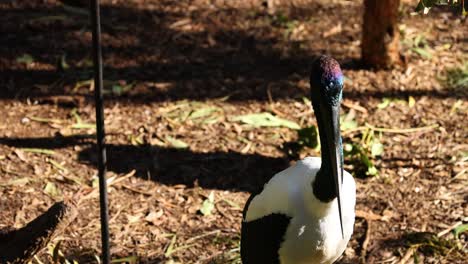 stork walking in a zoo enclosure