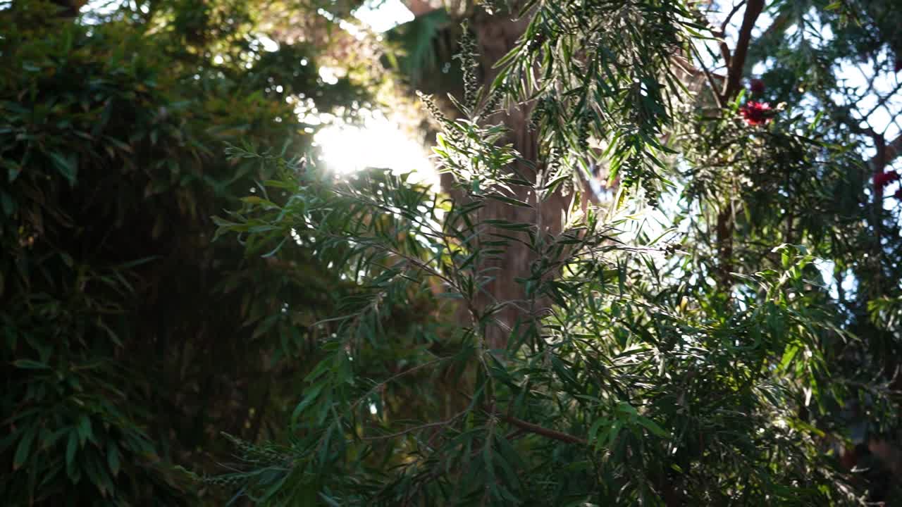 영국 셰필드 겨울 정원에서 위를 올려다보는 핸드헬드 옆으로 패닝 샷