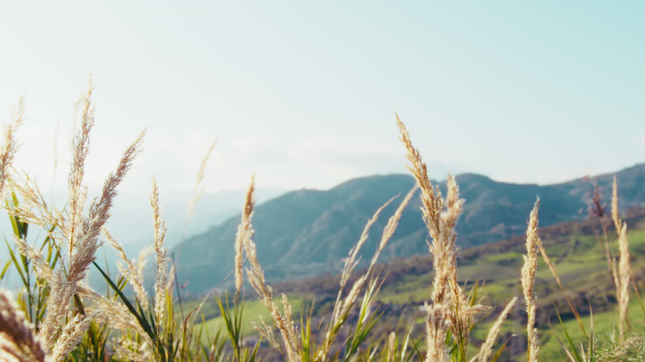 봄 하늘 앞에 약한 바람에 움직이는 몇 개의 털이 많은 식물