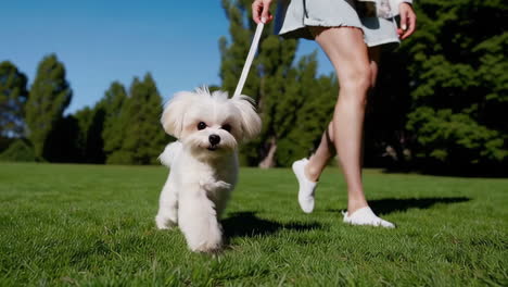 woman walking her maltese dog in a park